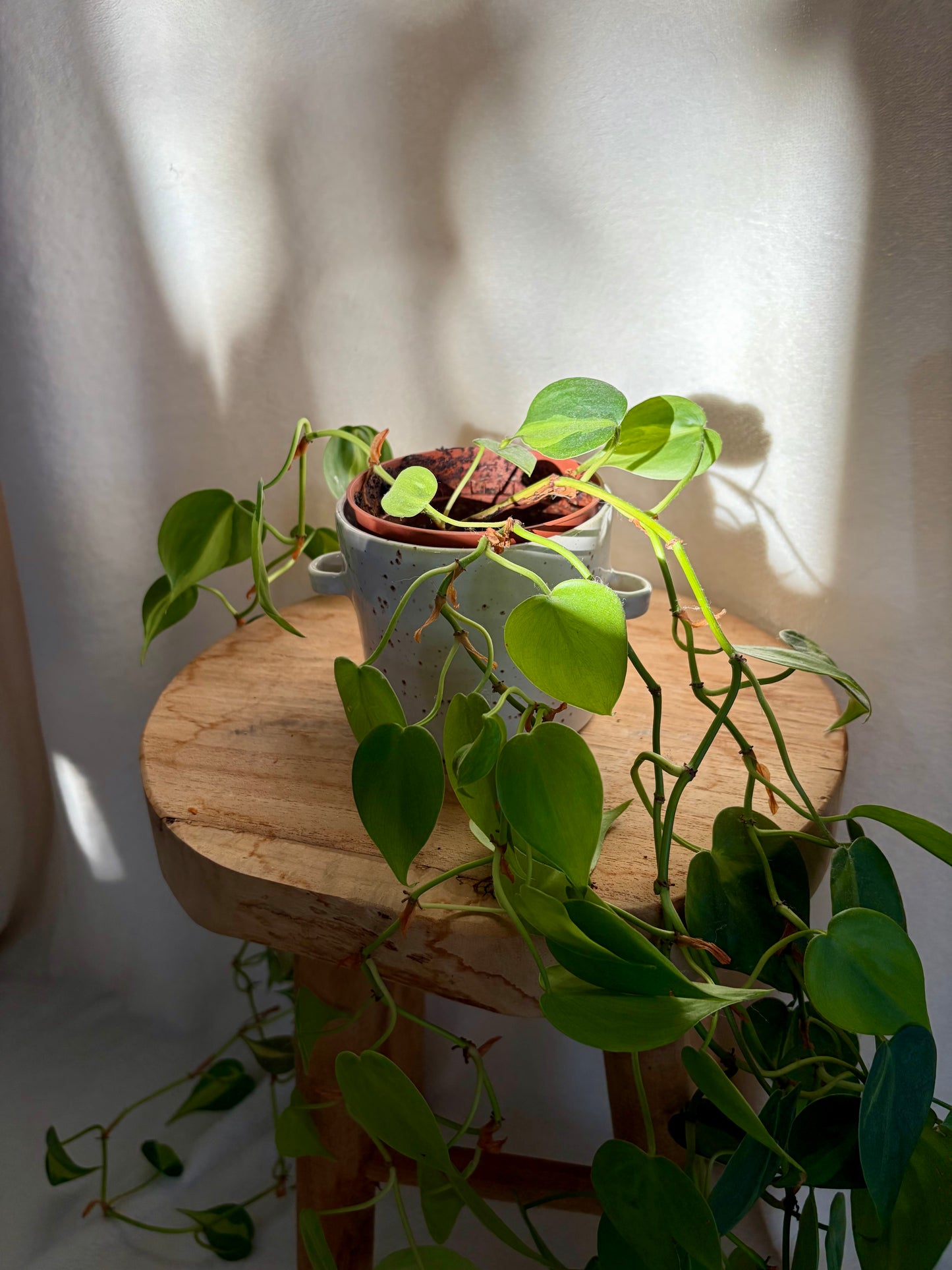 Cache-pot seau