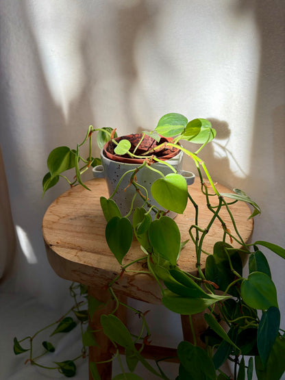 Cache-pot seau