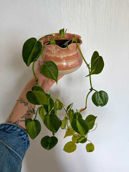 Cache-pot fleur
